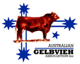 australian gelbvieh association