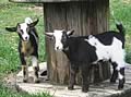 Dwarf Goats and More