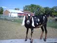 Hearts~N~Hooves Dairy Goats