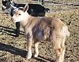 Magic Apple Nigerian Dwarf Dairy Goats