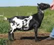 Ridgely's Dairy Goats
