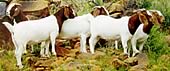 Boer Goats - South Africa
