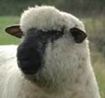 Oxford Down Sheep Breeders' Association