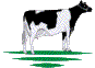 Dansk Holstein