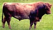 luing cattle
