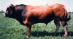 parthenaise cattle