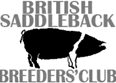British Saddleback Pigs