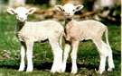 rambouillet lambs