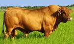 senepol cattle