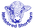 whitebred shorthorn