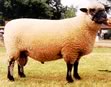 shropshire sheep