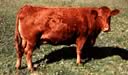 South Devon Cattle Breeders Australian Association