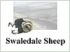 Swaledale Sheep