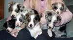 Astra Border Collie Puppies